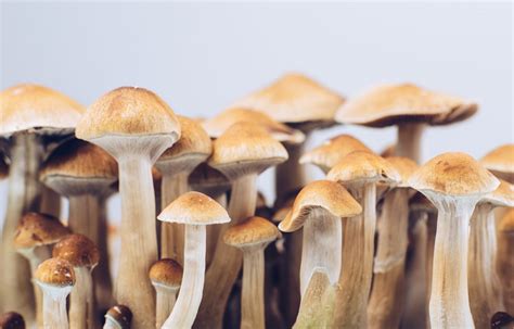 Magic Mushrooms: Los Angeles' Secret to Spiritual Enlightenment